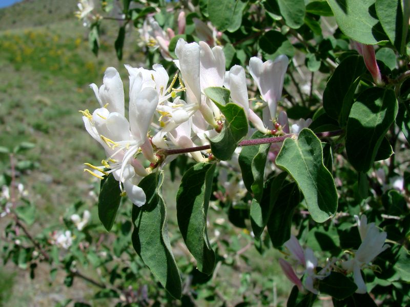 Image of Lonicera nummulariifolia specimen.
