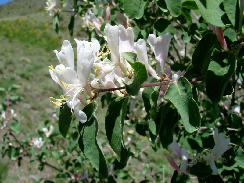 Изображение особи Lonicera nummulariifolia.