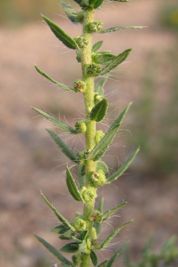 Image of Bassia scoparia specimen.