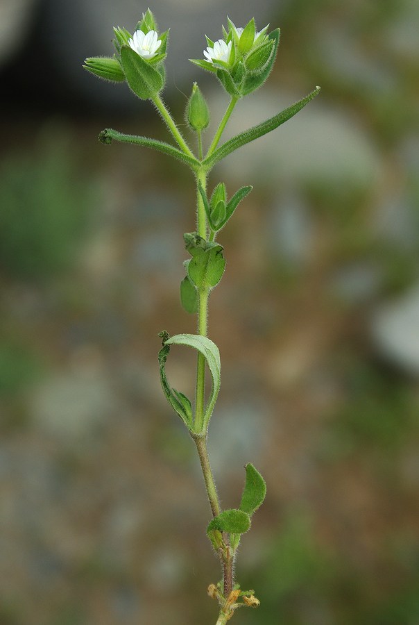 Изображение особи Cerastium inflatum.