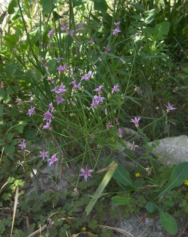 Image of Allium neriniflorum specimen.