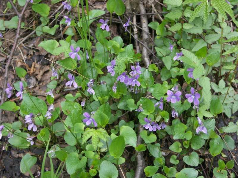 Image of Viola uliginosa specimen.