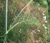 Foeniculum vulgare. Средняя часть растения с листом и пазушным побегом. Южный Берег Крыма, Артек, приморский склон. 13 июля 2010 г.