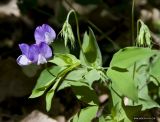 Lathyrus laxiflorus