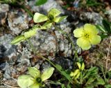 genus Papaver. Верхушки побегов с цветками. Забайкалье, хр. Кодар, верховья р. Средний Сакукан. 25.07.2007.