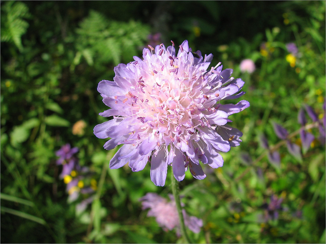 Image of Knautia arvensis specimen.