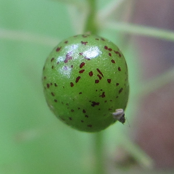 Image of Maianthemum bifolium specimen.