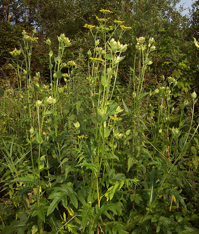 Image of Cirsium oleraceum specimen.