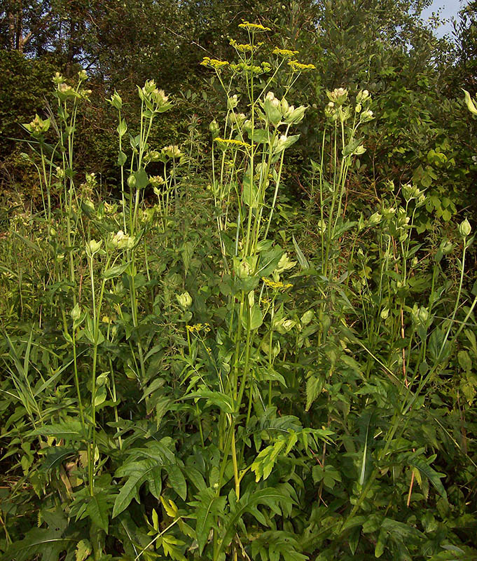 Изображение особи Cirsium oleraceum.