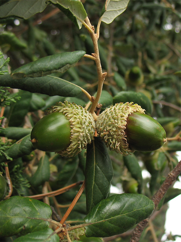 Изображение особи Quercus suber.