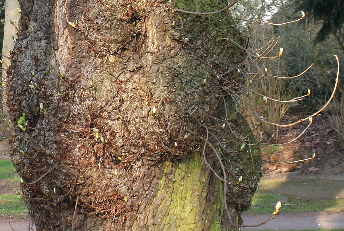 Image of Aesculus hippocastanum specimen.