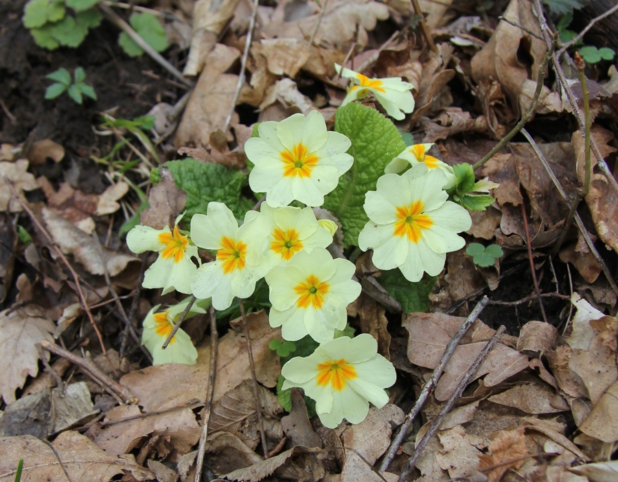 Image of Primula vulgaris specimen.