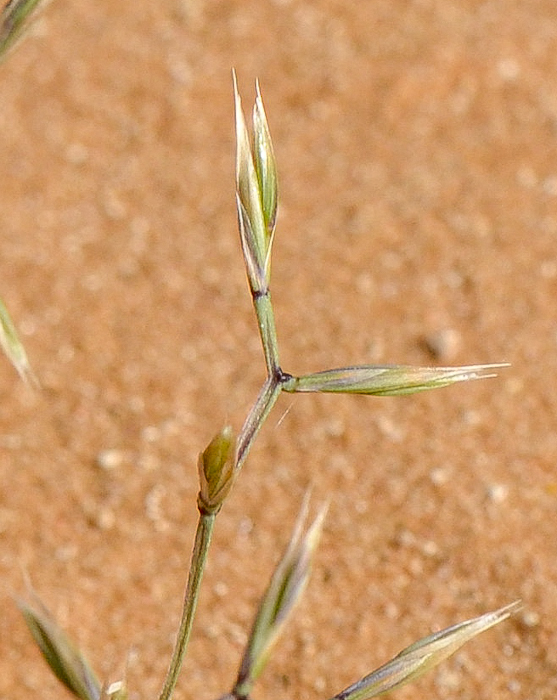 Image of Cutandia memphitica specimen.