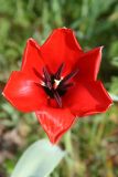 Tulipa carinata. Цветок. Узбекистан, г. Ташкент, Ботанический сад им. Ф.Н. Русанова, 21.03.2009.