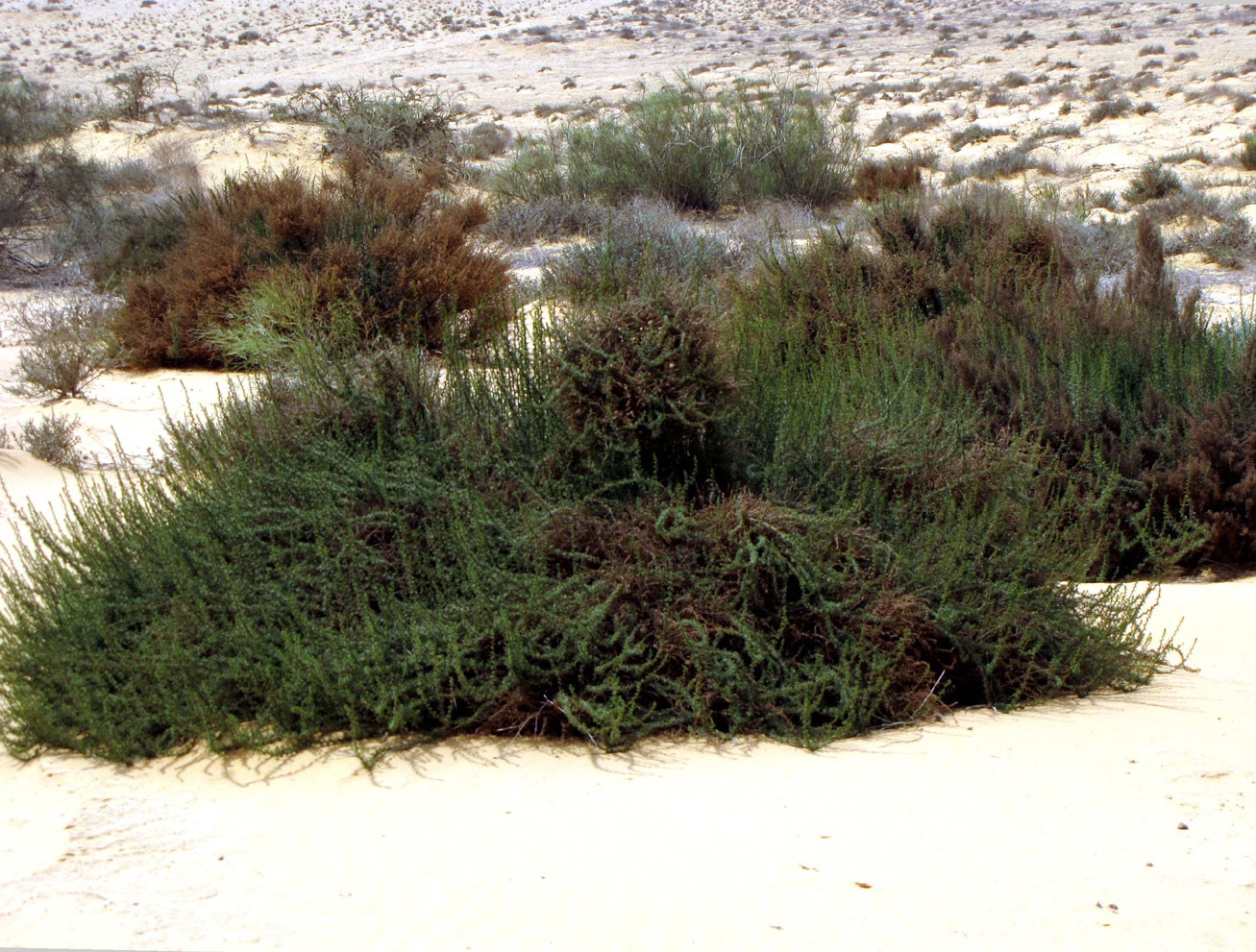 Изображение особи Artemisia monosperma.