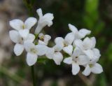 Galium triandrum