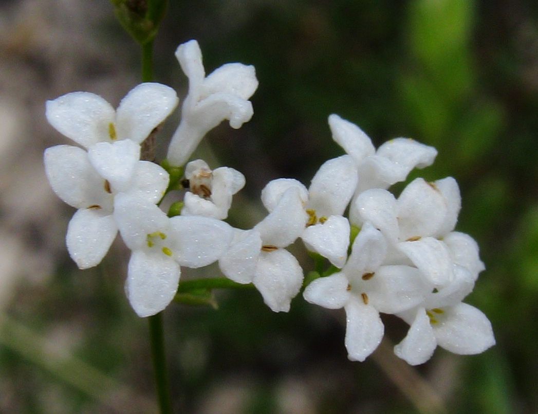 Изображение особи Galium triandrum.