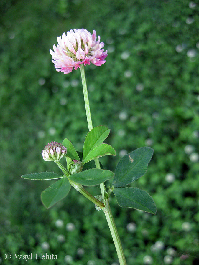 Изображение особи Trifolium hybridum.