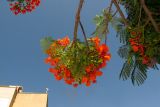 Delonix regia