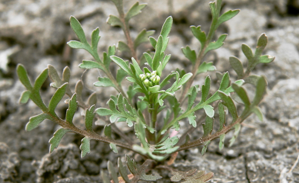 Image of Lepidium ruderale specimen.