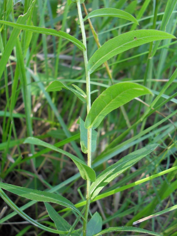 Image of Inula salicina specimen.