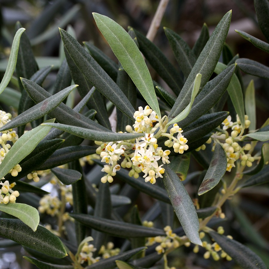 Image of Olea europaea specimen.