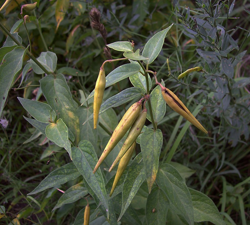 Image of Vincetoxicum hirundinaria specimen.