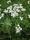 Achillea impatiens. Верхушка цветущего растения. Иркутская область, г. Нижнеудинск, нижнее течение р. Уват, сырой луг. 14.07.2012.