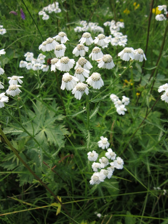 Image of Achillea impatiens specimen.