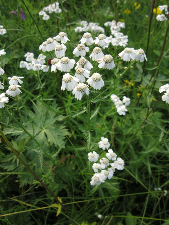 Изображение особи Achillea impatiens.