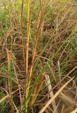 Typha laxmannii. Листья. Крым, Симферополь, западный берег Симферопольского водохранилища. 2 августа 2012 г.