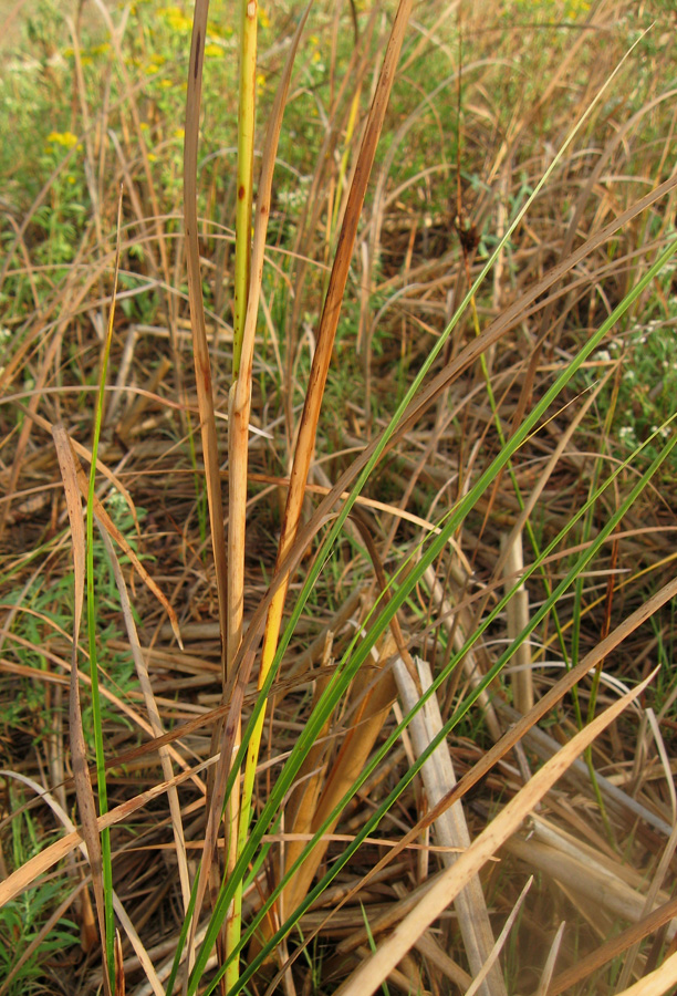 Image of Typha laxmannii specimen.