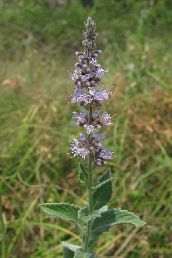 Image of Mentha longifolia specimen.