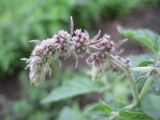 Mentha longifolia