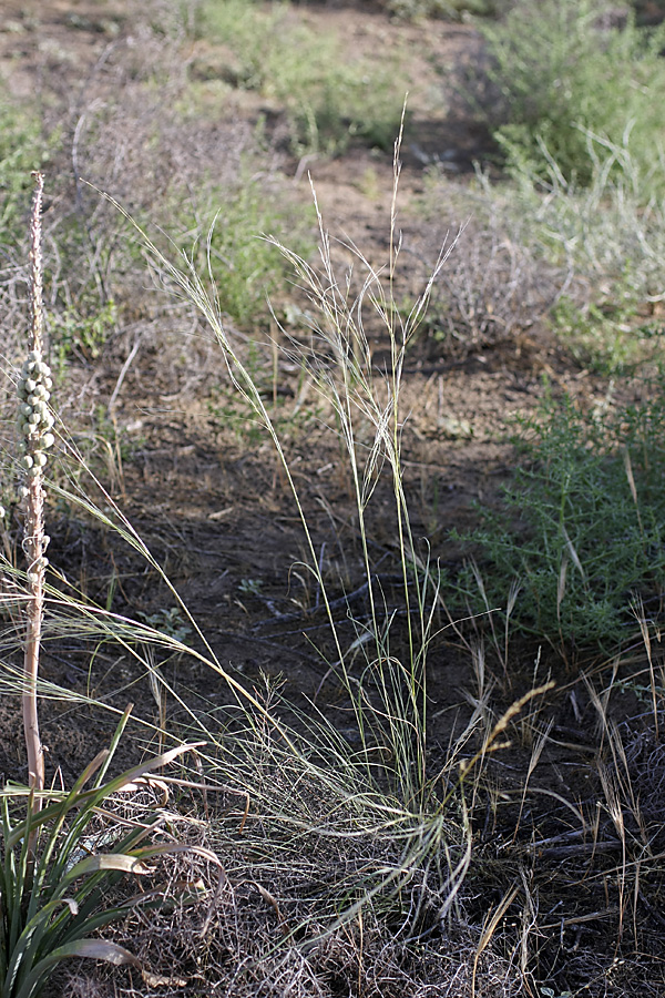 Изображение особи род Stipa.