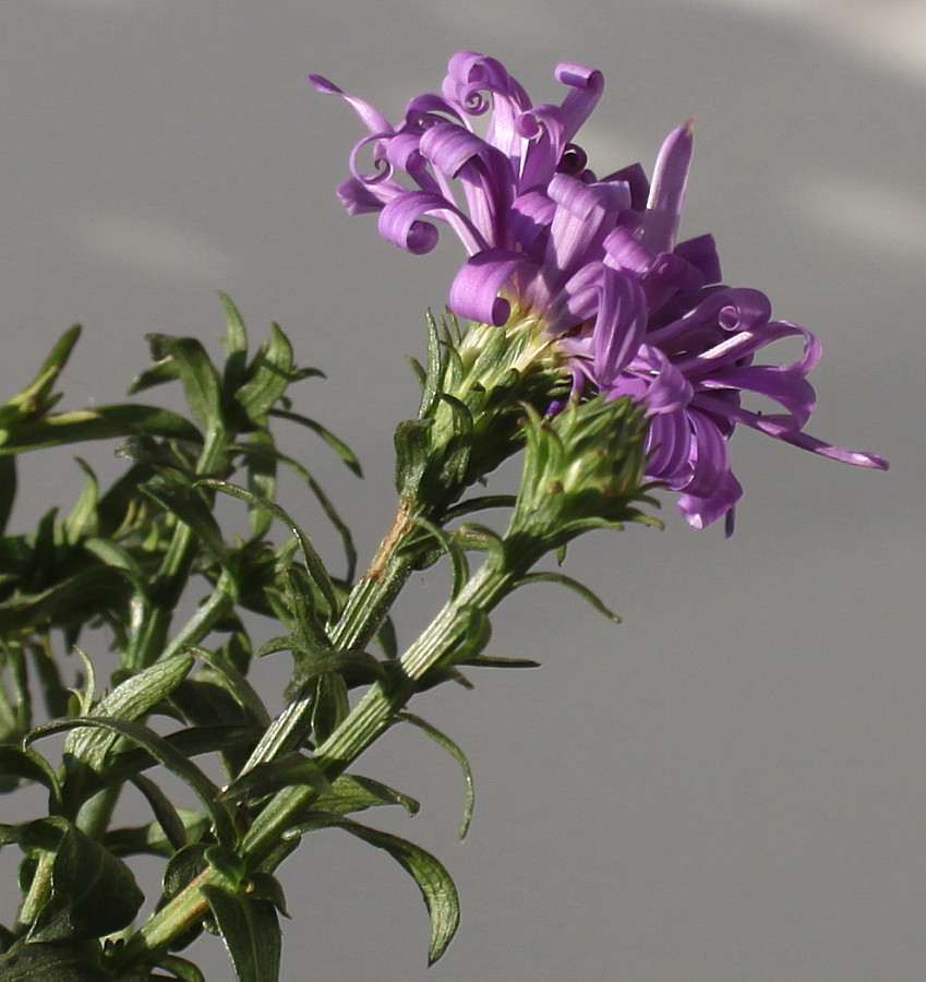 Image of Symphyotrichum dumosum specimen.