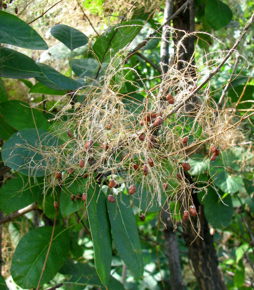 Изображение особи Cotinus coggygria.