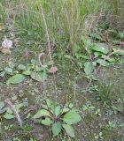 Plantago uliginosa