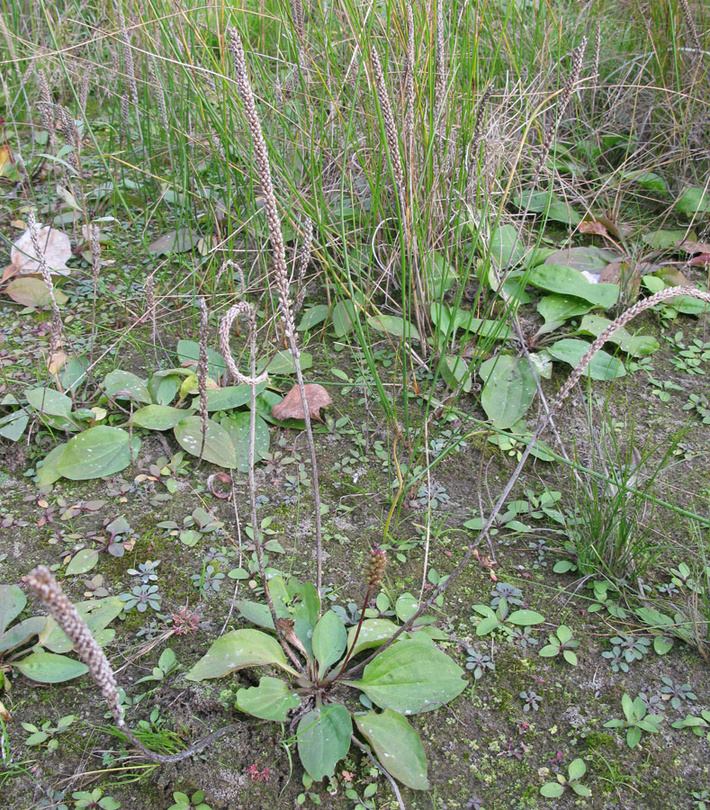 Image of Plantago uliginosa specimen.