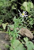Boltonia lautureana