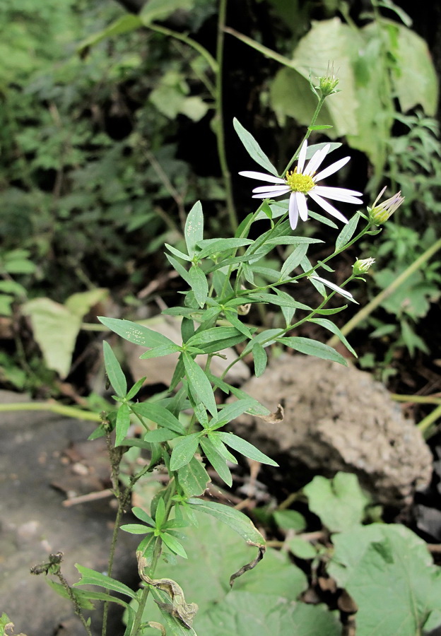 Image of Boltonia lautureana specimen.