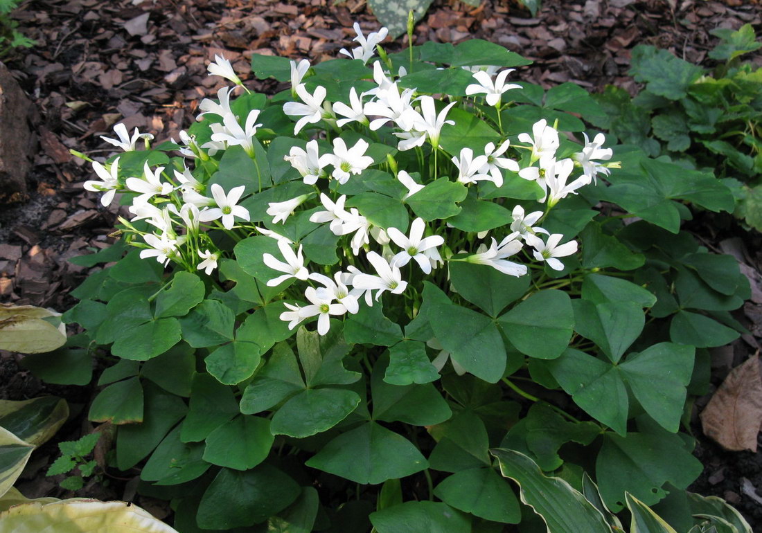 Изображение особи Oxalis triangularis.