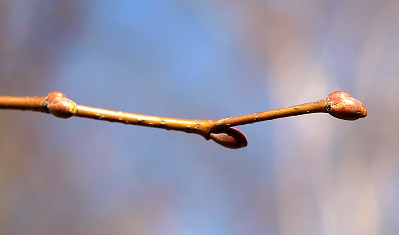 Image of Tilia cordata specimen.