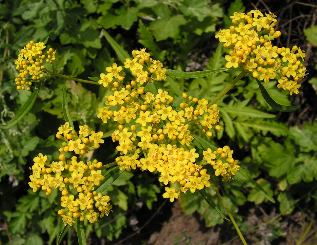 Image of Patrinia rupestris specimen.