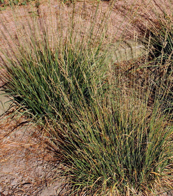 Image of Molinia caerulea specimen.