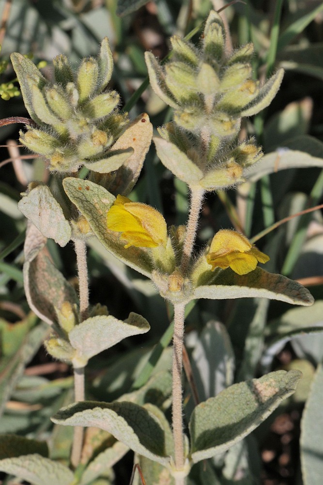 Image of Phlomis brevilabris specimen.