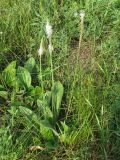 Plantago urvillei