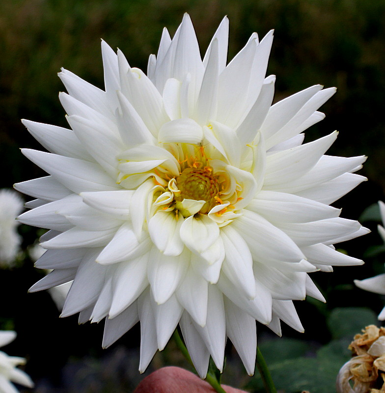 Image of Dahlia &times; cultorum specimen.