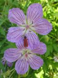 Geranium wlassovianum. Цветки с сидящим жуком краснокрылкой утренней. Республика Бурятия, Баунтовский эвенкийский р-н, пос. Северный, в культуре (местный вид). Середина июля 2012 г.