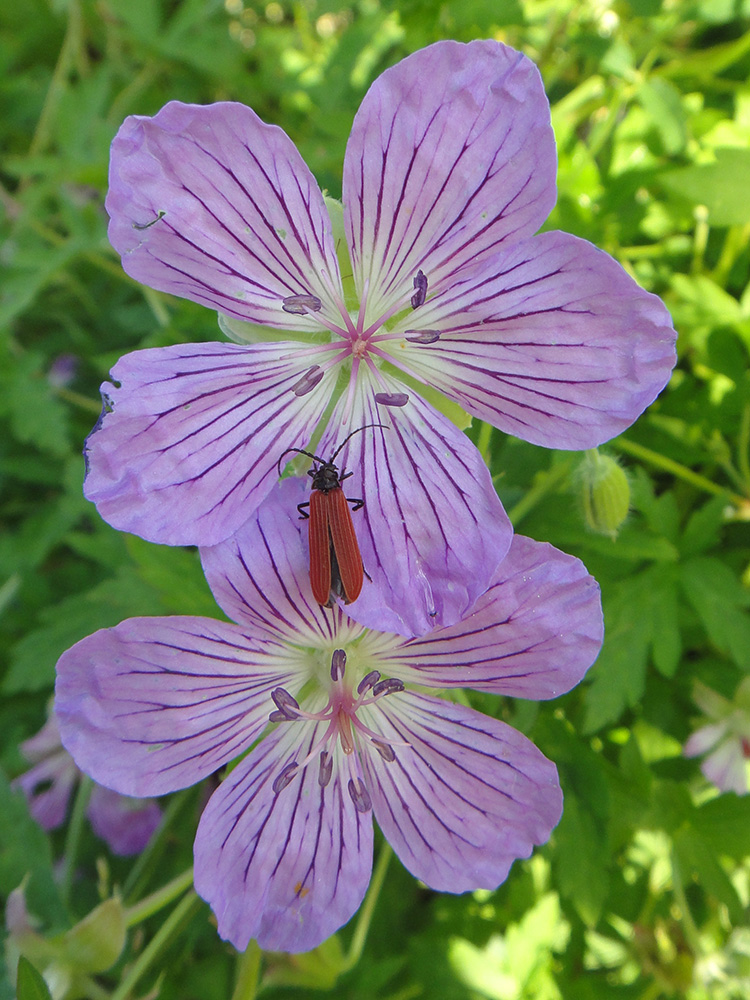 Image of Geranium wlassovianum specimen.